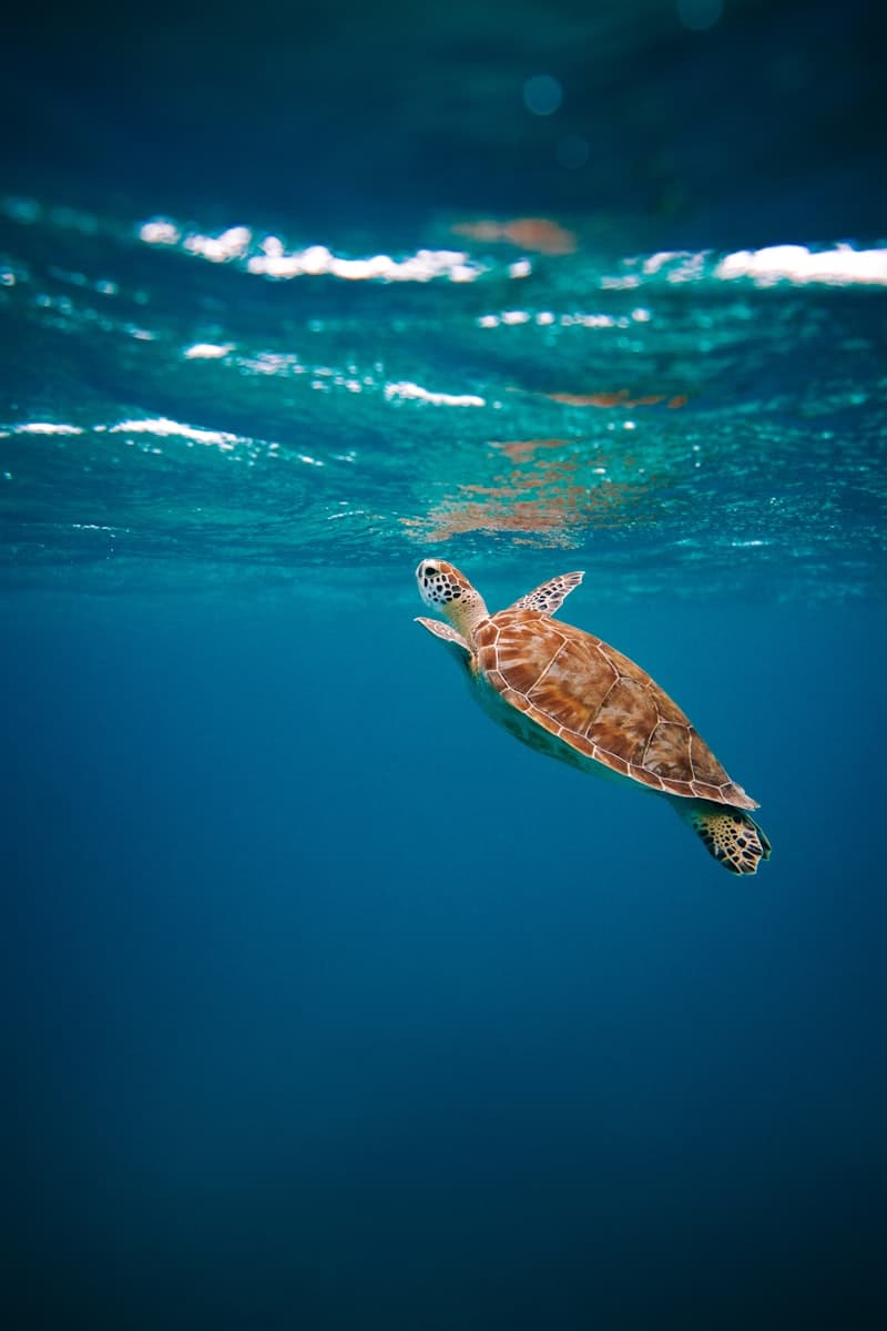 Sea turtle in ocean